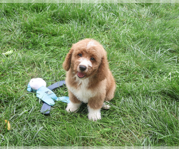 Medium Photo #5 Goldendoodle mix (+ Poodle Standard) Puppy For Sale in SYRACUSE, IN, USA