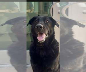 Labrador Retriever-Unknown Mix Dogs for adoption in San Diego, CA, USA