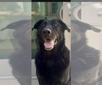 Calvin - Male Labrador Retriever-Unknown Mix Dog for Adoption - Small photo