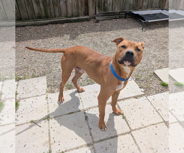 Medium Photo #2 Bullboxer Pit Puppy For Sale in Evansville, IN, USA