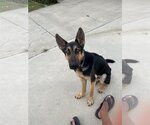 Small #2 German Shepherd Dog