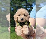 Small Photo #32 Goldendoodle Puppy For Sale in TIMBERLAKE, NC, USA