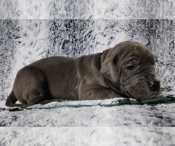 Medium Photo #12 Great Dane Puppy For Sale in OGDEN, UT, USA