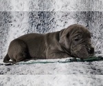Small Photo #12 Great Dane Puppy For Sale in OGDEN, UT, USA