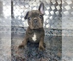 Small #1 French Bulldog
