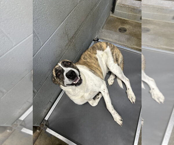 Medium Photo #4 Great Pyrenees-Unknown Mix Puppy For Sale in Evansville, IN, USA