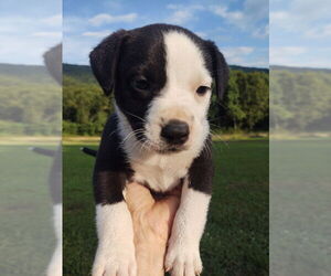 Medium American Pit Bull Terrier-Labrador Retriever Mix