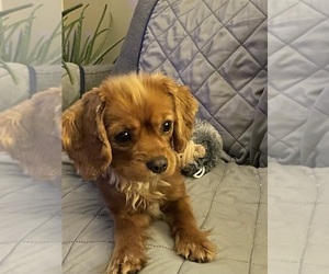 Father of the Cavalier King Charles Spaniel puppies born on 10/12/2025