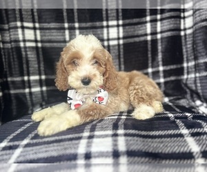 Cockapoo Puppy for sale in LAKELAND, FL, USA