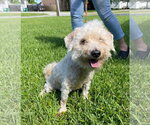 Small #11 Maltipoo (Miniature)