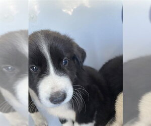 Border Collie-Unknown Mix Dogs for adoption in Houston, TX, USA