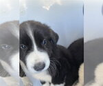 A663816 - Male Border Collie-Unknown Mix Dog for Adoption - Small photo