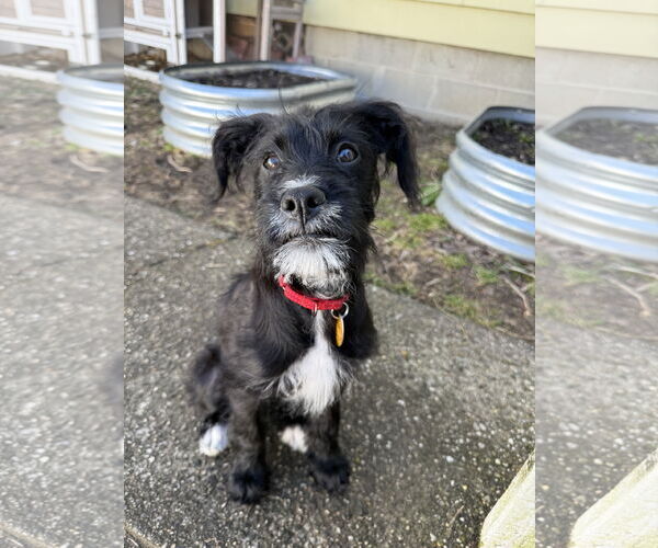 Medium Photo #2 Mutt Puppy For Sale in Woodbury, NY, USA