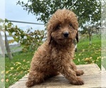Small Photo #2 Cavapoo Puppy For Sale in MIDDLEBURY, IN, USA