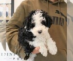 Small #1 Bernedoodle (Miniature)