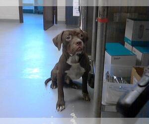 Medium American Pit Bull Terrier Mix