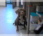 Small American Pit Bull Terrier Mix