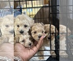 Small Poodle (Toy)