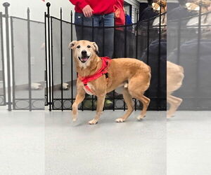 Labrador Retriever-Unknown Mix Dogs for adoption in Wakefield, RI, USA