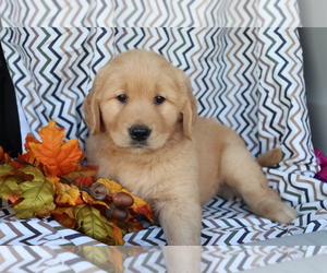 Golden Retriever Puppy for sale in SHILOH, OH, USA