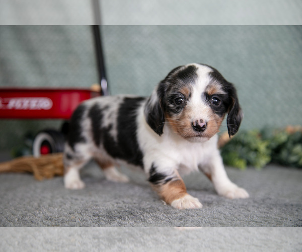 Medium Photo #3 Dachshund Puppy For Sale in ELIZABETHTOWN, PA, USA