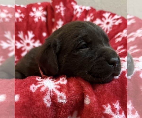 Medium Photo #11 Labrador Retriever Puppy For Sale in LELAND, NC, USA