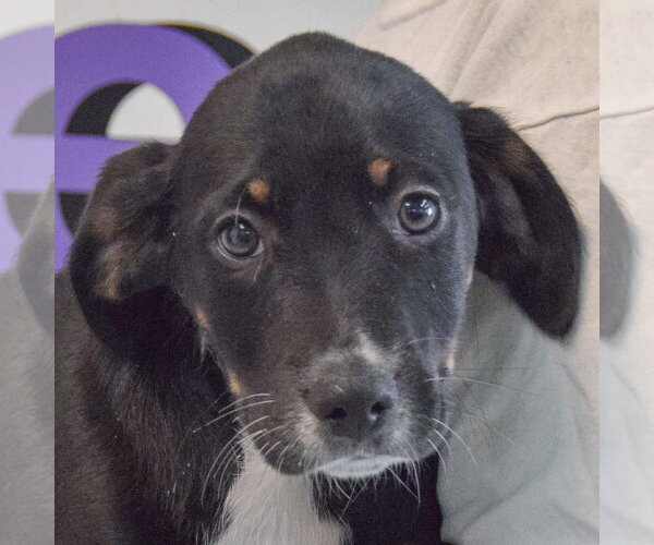 Medium Photo #5 Beagle-Unknown Mix Puppy For Sale in Huntley, IL, USA