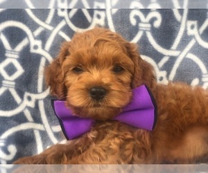 Cocker Spaniel-Poodle (Miniature) Mix Puppy for sale in LAKELAND, FL, USA