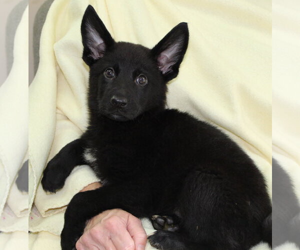 Medium Photo #1 Mutt Puppy For Sale in Prattville, AL, USA