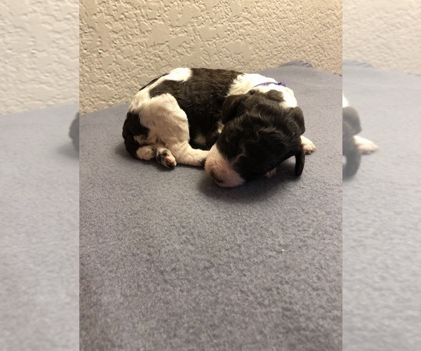 Medium Photo #3 Poodle (Standard) Puppy For Sale in GREENVILLE, TX, USA