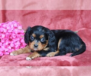 Cavalier King Charles Spaniel Puppy for sale in FREDERICKSBG, OH, USA