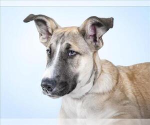 Anatolian Shepherd Dogs for adoption in Fort Collins, CO, USA