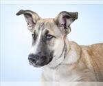 AUSTRALIA - Male Anatolian Shepherd Dog for Adoption - Small photo