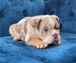 Small Photo #2 English Bulldog Puppy For Sale in CHOCTAW, OK, USA