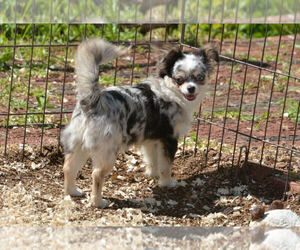 Mother of the Chihuahua puppies born on 10/14/2025