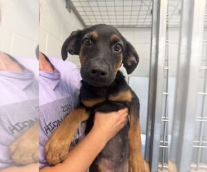 Mutt Dogs for adoption in Hilton Head, SC, USA