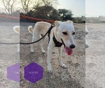 Small #6 Saluki-Whippet Mix