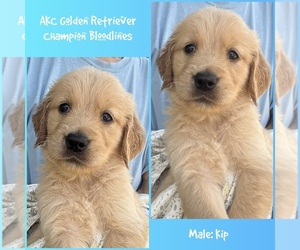 Golden Retriever Puppy for sale in SUGAR LAND, TX, USA