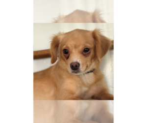 Chihuahua-Unknown Mix Dogs for adoption in Raleigh, NC, USA