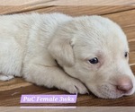 Small Photo #117 Labrador Retriever Puppy For Sale in EDGEWOOD, TX, USA