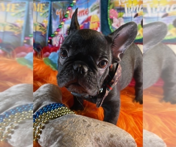 Medium Photo #5 French Bulldog Puppy For Sale in HEATHROW, FL, USA