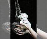 Small #10 Maltese