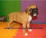 Small #5 Boxer