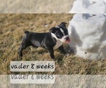 Small Photo #19 Boston Terrier Puppy For Sale in GENOA, NE, USA