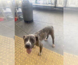 Mutt Dogs for adoption in Bakersfield, CA, USA