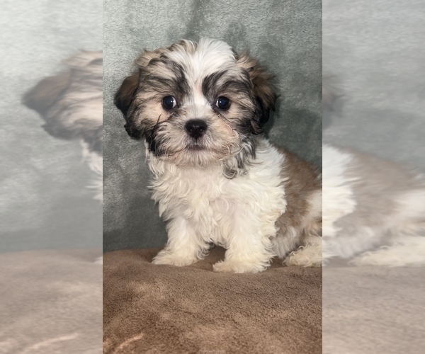 Medium Photo #4 Shih Tzu Puppy For Sale in MARTINSVILLE, IN, USA
