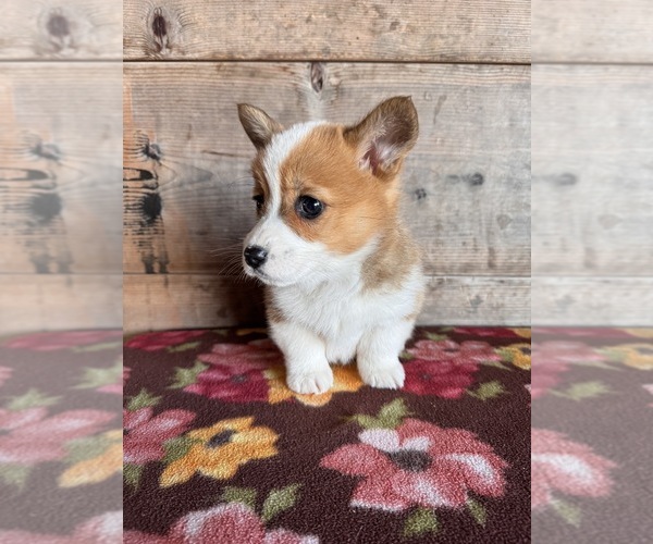 Medium Photo #14 Pembroke Welsh Corgi Puppy For Sale in VERMONTVILLE, MI, USA