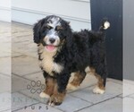 Small #3 Bernedoodle (Miniature)