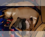 Small Photo #2 Chinese Shar-Pei Puppy For Sale in DIXON, CA, USA