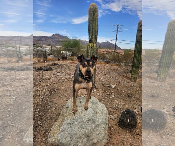Medium Photo #8 Rus-A-Pei Puppy For Sale in Chandler, AZ, USA